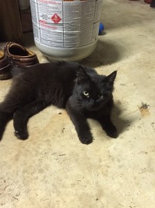 Sweet Kitten Midnight when she first came home from the animal shelter. 